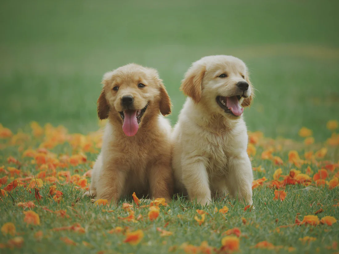Why Labrador Retriever Puppies Are the Ideal Companion Dogs